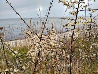 Ferienhaus Uslev  19