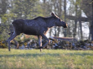 Holiday house Malmö  12