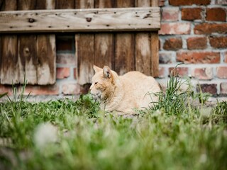 Casa de vacaciones Gallin-Kuppentin Grabación al aire libre 1