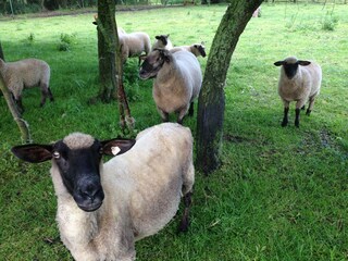 Holiday house Gallin-Kuppentin Environment 37