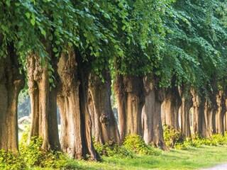 Maison de vacances Gallin-Kuppentin Environnement 37