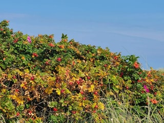 Maison de vacances Lyngså  23