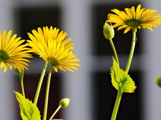 Vakantiehuis Lammhult  11