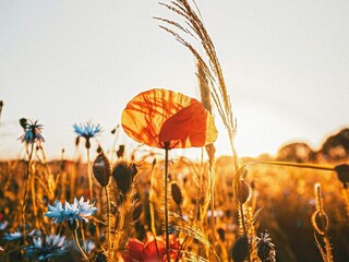 Vakantiehuis Lammhult  20