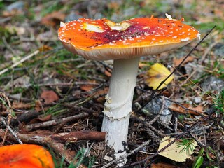 Vakantiehuis Lammhult  23