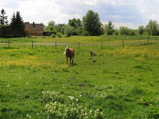 Ferienhaus Thurow Außenaufnahme 3