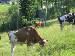 Vakantiehuis St. Georgen im Schwarzwald Buitenaudio-opname 4