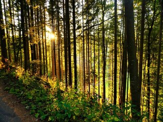 Holiday house St. Georgen im Schwarzwald Environment 32