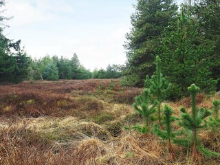 Vakantiehuis Thorup Strand  11