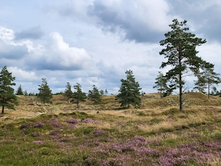 Ferienhaus Thorup Strand  16