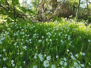 Ferienhaus Ebeltoft  4