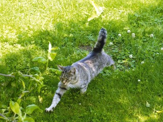 Holiday house Alt Schwerin Outdoor Recording 9