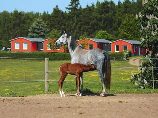 Maison de vacances Lohmen in Mecklenburg  45