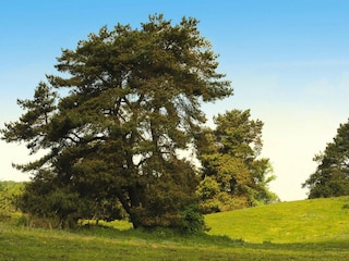 Vakantiehuis Lohmen in Mecklenburg  45
