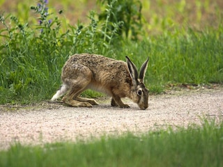 Ferienhaus Lohmen in Mecklenburg  46