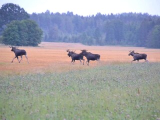 Ferienhaus Källby  30