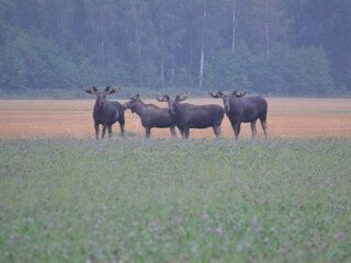 Ferienhaus Källby  21