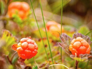 Ferienhaus Sälen  18