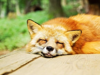 Ferienhaus Sälen  18