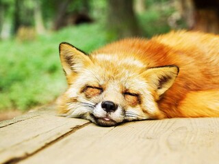 Vakantiehuis Sälen  11