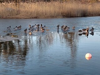 Holiday house Sölvesborg  10