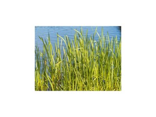 Casa de vacaciones Dümmer (Mecklenburg) Entorno 23