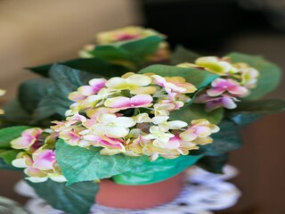 Appartamento Mlini  16