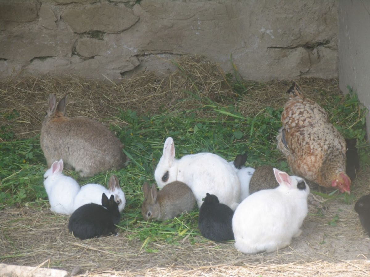 Unsere tiere können in großen Gebiet frei laufen