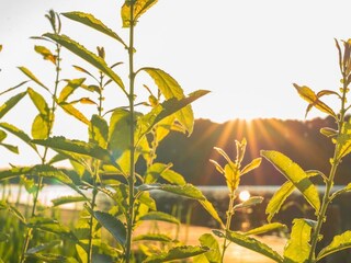 Casa de vacaciones Dümmer (Mecklenburg)  46