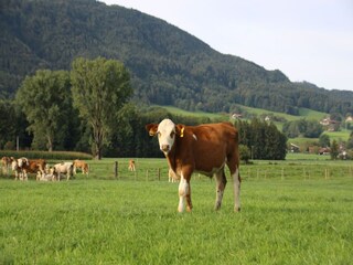 Chalet Inzell Environnement 31