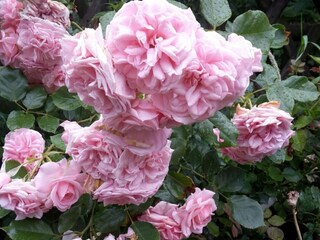 Apartment Herbolzheim Umgebung 30