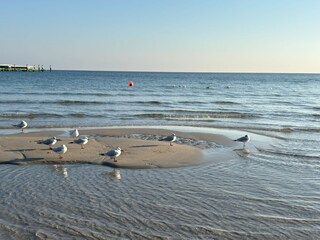 Ferienwohnung Scharbeutz Umgebung 24