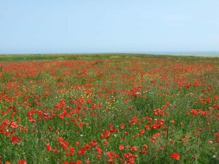 Holiday house Sainte-Honorine-des-Pertes Environment 22