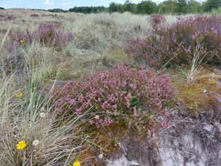 Ferienhaus Sommerodde  38