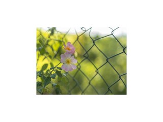 Ferienhaus Dümmer (Mecklenburg) Umgebung 23