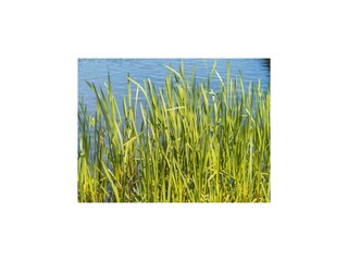 Ferienhaus Dümmer (Mecklenburg) Umgebung 30