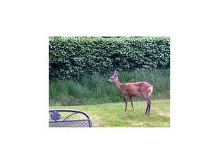 Casa per le vacanze Zingst Registrazione all'aperto 5