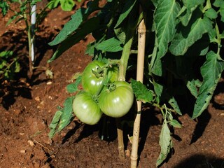 Appartement Splitska Enregistrement extérieur 2