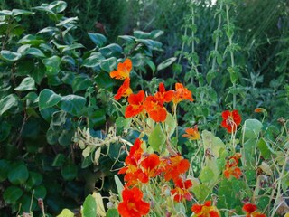 Appartement Splitska Enregistrement extérieur 2