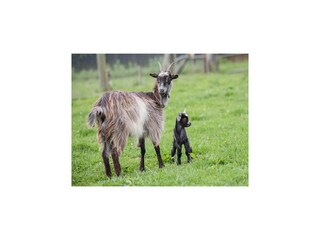 Casa per le vacanze Portbail Registrazione all'aperto 4