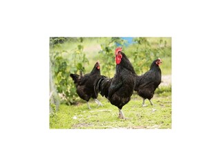 Vakantiehuis Portbail Buitenaudio-opname 3