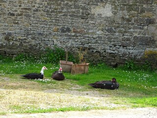 Ferienhaus Portbail Außenaufnahme 9