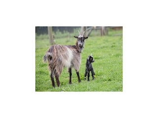 Maison de vacances Portbail Enregistrement extérieur 3