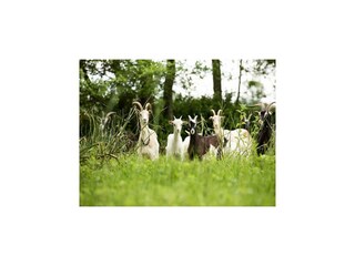 Vakantiehuis Portbail Buitenaudio-opname 5