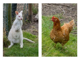 Ferienhaus Vrouwenpolder  36