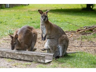 Casa per le vacanze Vrouwenpolder  33