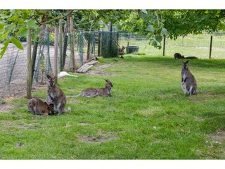 Vakantiehuis Vrouwenpolder  38