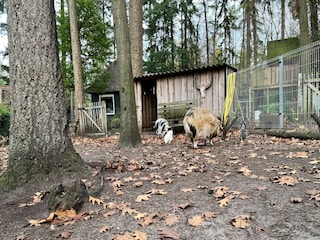 Ferienhaus Lochem Umgebung 32