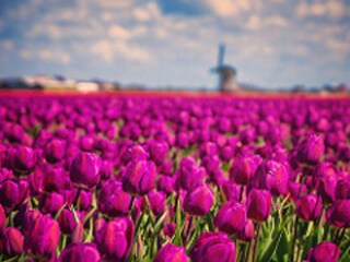 Vakantieappartement Petten Omgeving 20