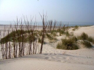 Holiday apartment Petten Environment 19